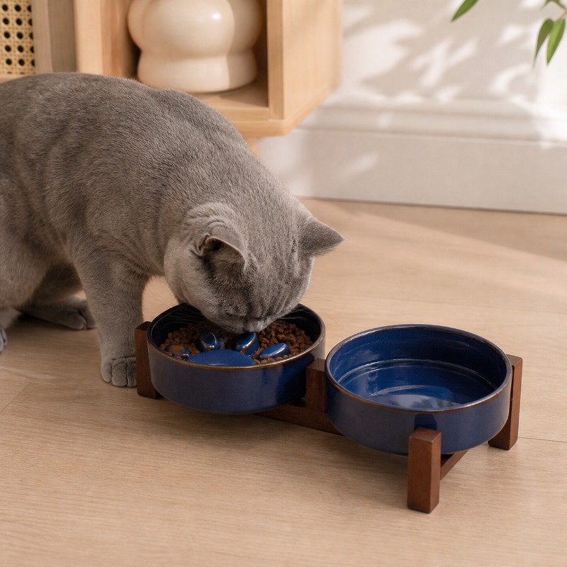 Japon tarzı seramik evcil hayv - Royal Canin Food Medium incelemesi ve fiyatı